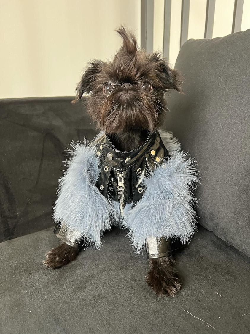Jupiter Star Dog Jacket