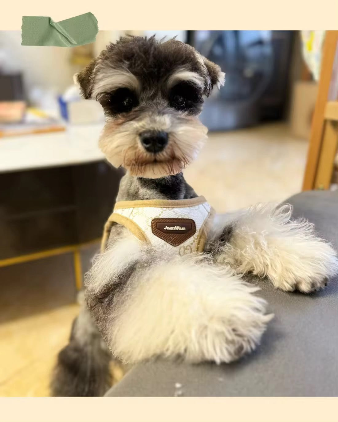 Gigi Dog Harness & Leash Set