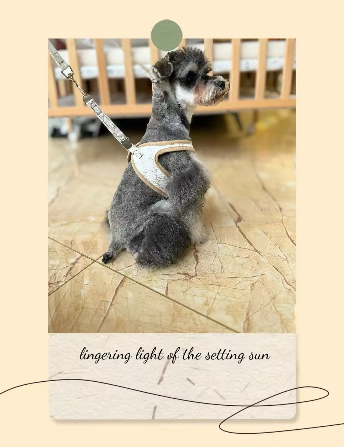 Gigi Dog Harness & Leash Set