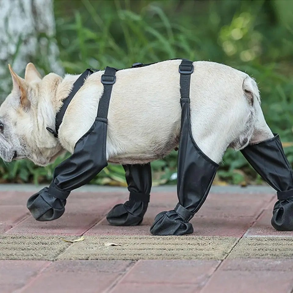 Belted Dog Boots