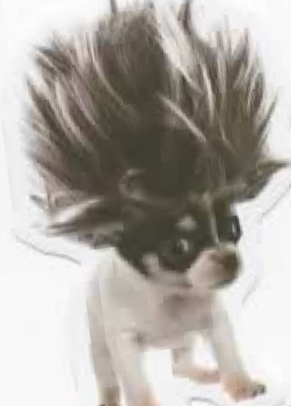 Wacky Dogs
