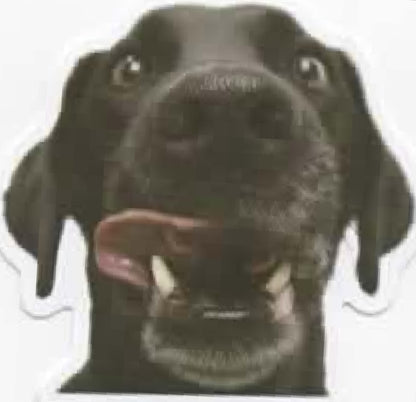 Wacky Dogs