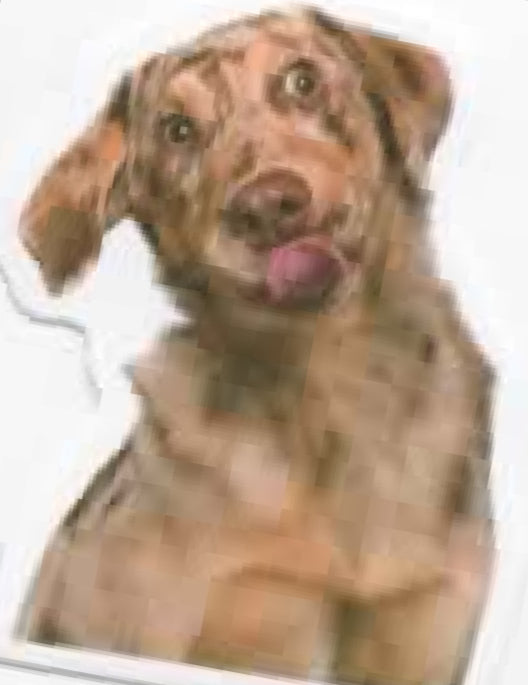 Wacky Dogs