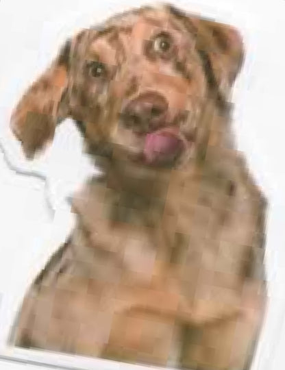 Wacky Dogs