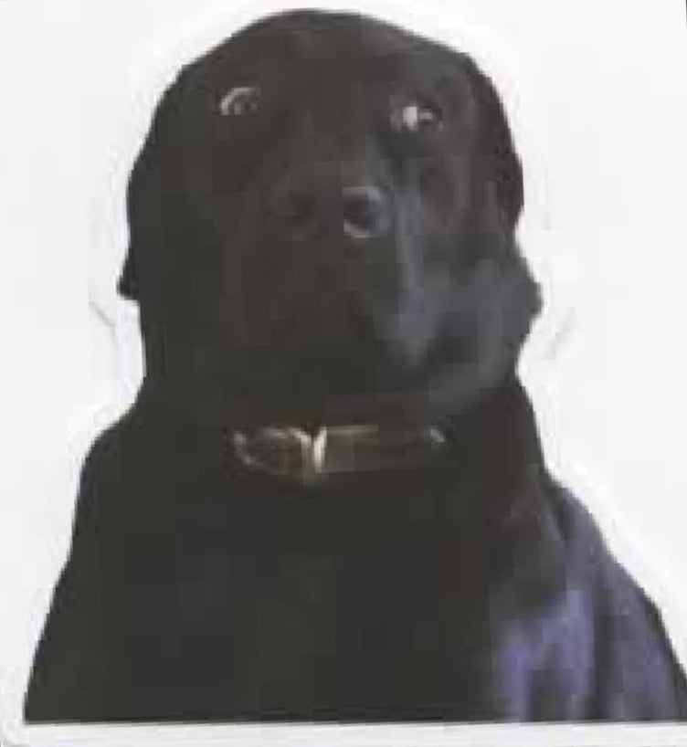 Wacky Dogs
