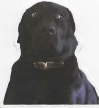 Wacky Dogs