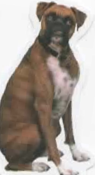Wacky Dogs