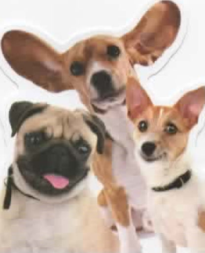 Wacky Dogs