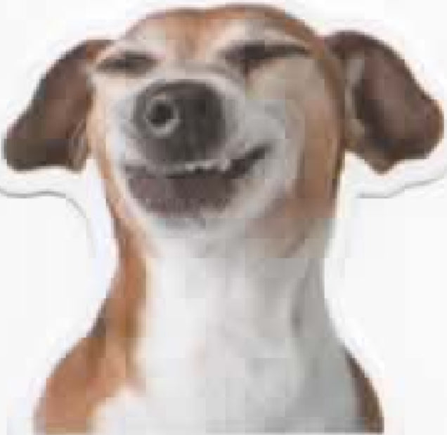Wacky Dogs