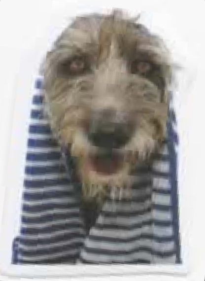 Wacky Dogs